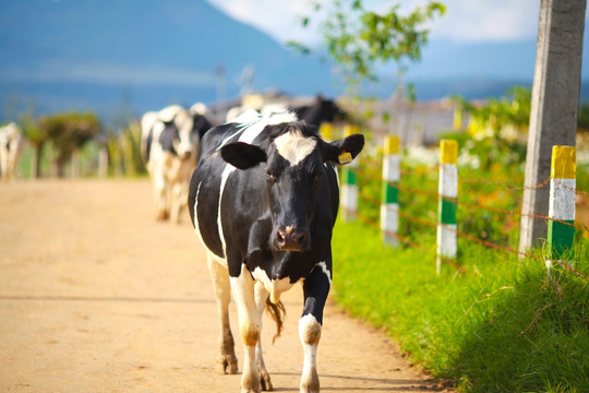 新西兰 奶牛