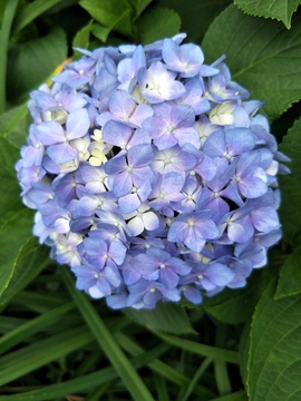 球形花