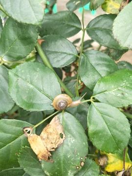 蜗牛摄影