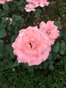 粉色的玫瑰花