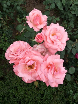 粉色玫瑰花