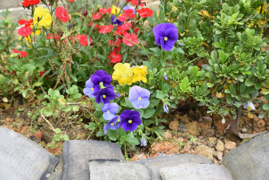 小清新野花