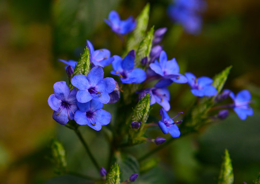 可爱花