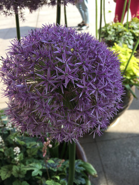 紫色大花葱