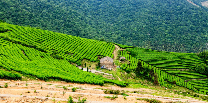 茶园小屋