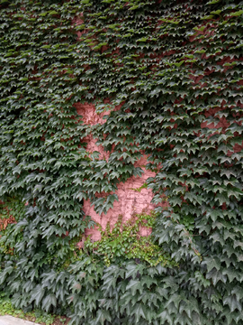 绿植墙 常春藤 爬山虎