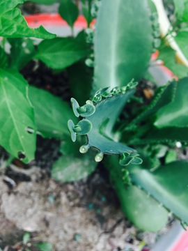 多肉植物 