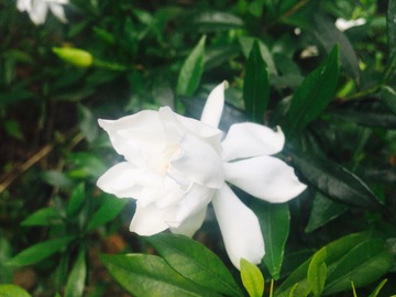 栀子花 