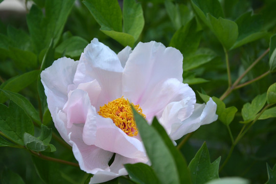 芍药