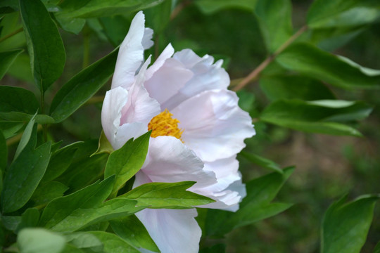 芍药