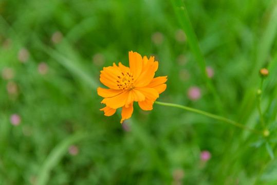 野花草地