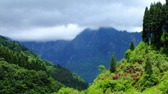 青山入云 鸡冠山森林公园