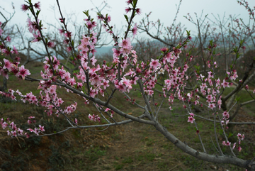 桃花 