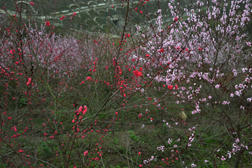 桃花 