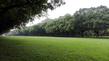 广州中山大学校园绿草坪