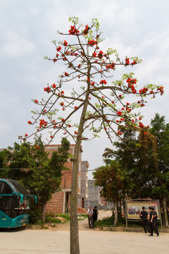 木棉花