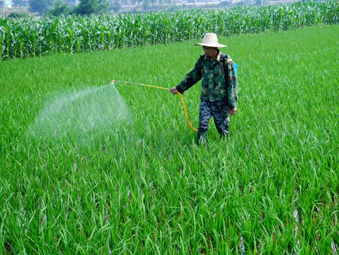农民 在水稻田里喷洒着农药