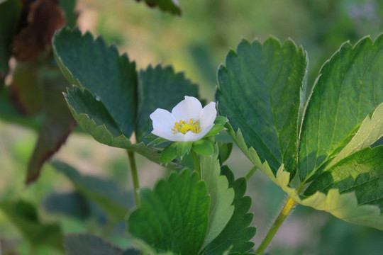 草莓花