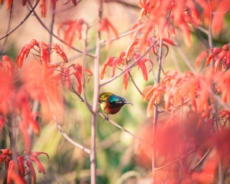 芦荟花丛中的太阳鸟