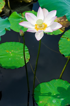 荷花