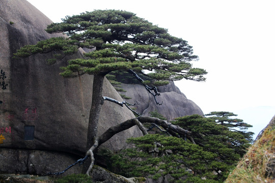 黄山迎客松