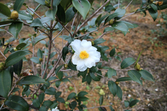 白茶花