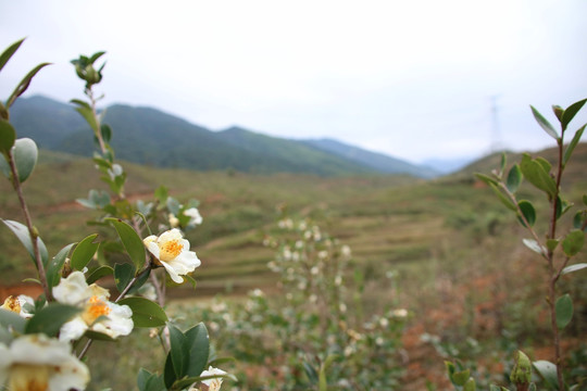 白茶花