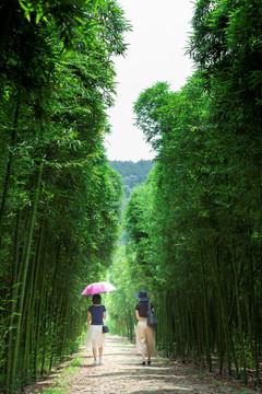 竹林漫步