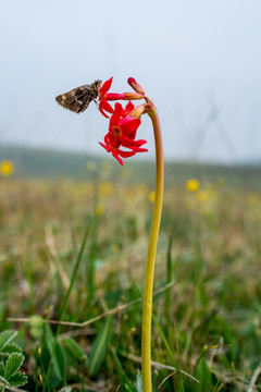 胭脂花