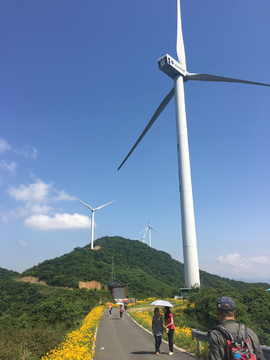 风车 花海