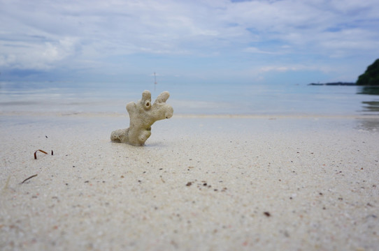 海滩珊瑚