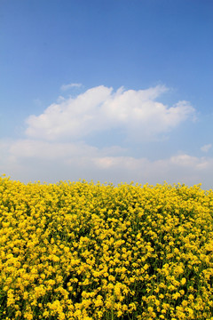 油菜花香