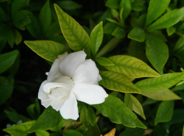 栀子花开