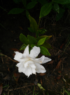 栀子花开