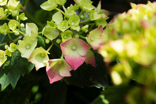 绣球花