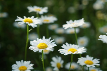 花丛 雏菊 绿色