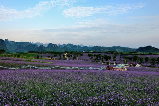 马鞭草