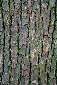树皮 自然 植物 木材 特写
