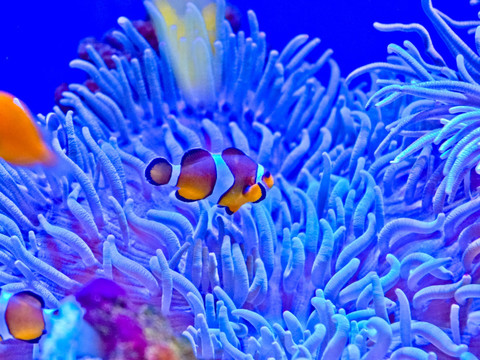 海底世界 小丑鱼 珊瑚素材