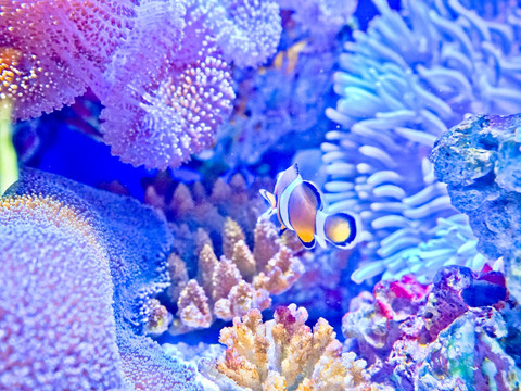 海底世界 小丑鱼 珊瑚素材