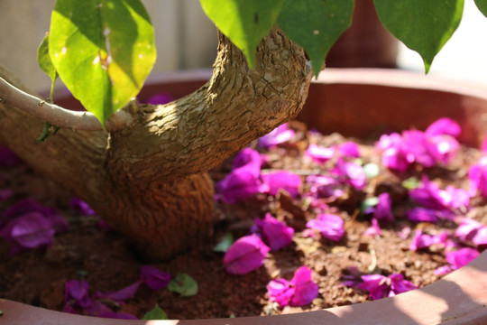 花盆
