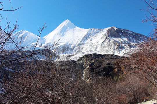 雪山植被
