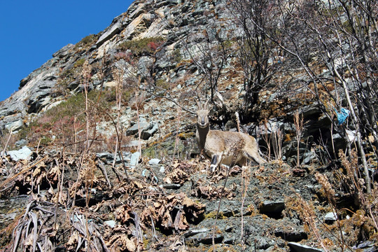 高山岩羊