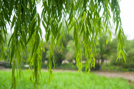 柳枝条