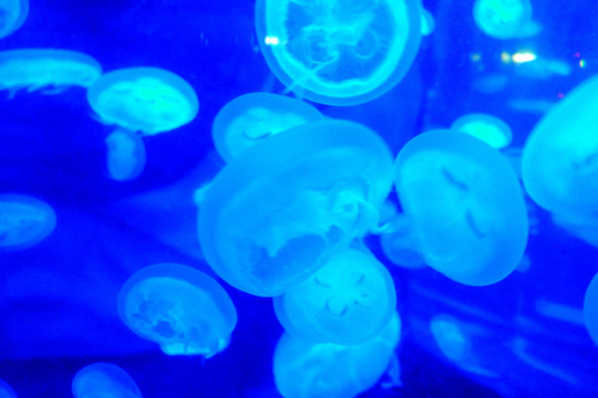 脸型萌造型水母生物海洋艺术微距