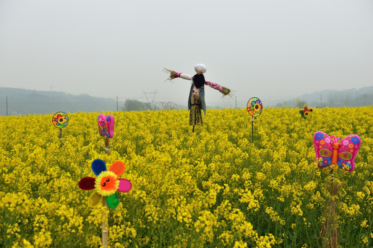 油菜花