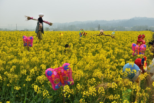 油菜花