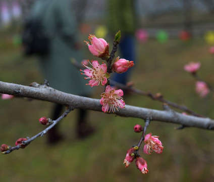 桃花