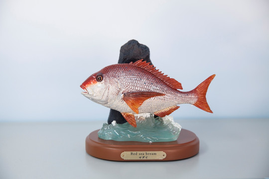 日本观赏鱼标本摆件