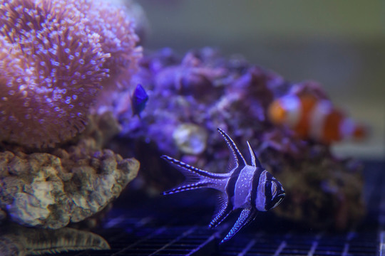 海水观赏鱼